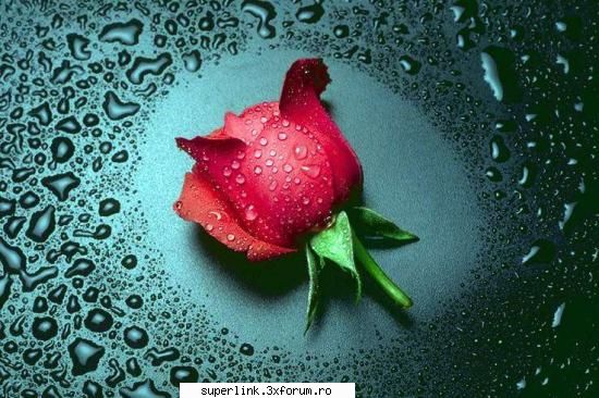 Wallpapere - micutza - Alte "chestii"
