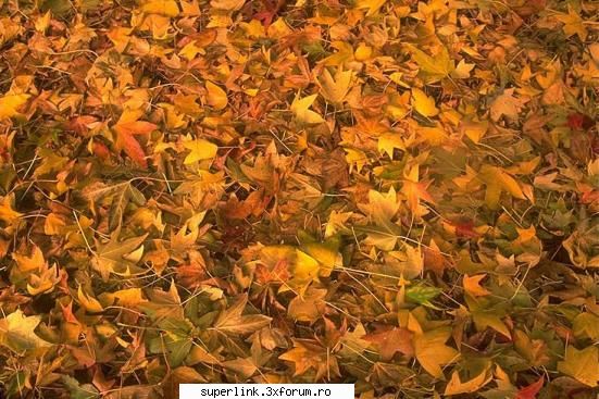 Wallpapere - micutza - Alte "chestii"
