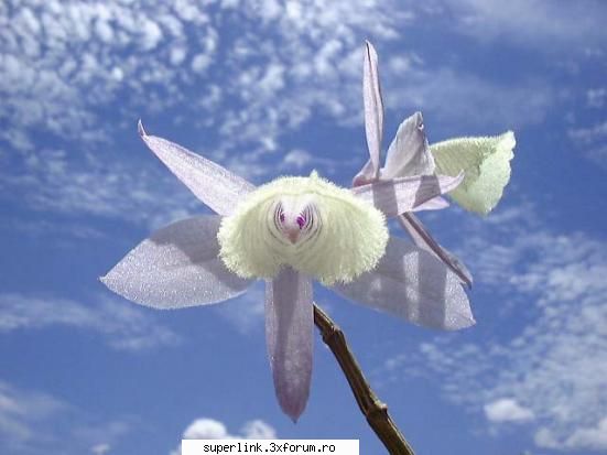 Wallpapere - micutza - Alte "chestii"
