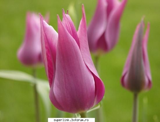 Wallpapere - micutza - Alte "chestii"