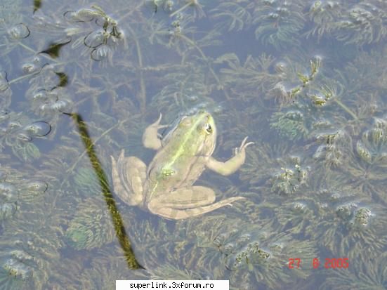 Wallpapere - micutza - Alte "chestii"