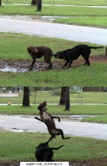 funny new pictures - delaurentis - Video si poze fun
