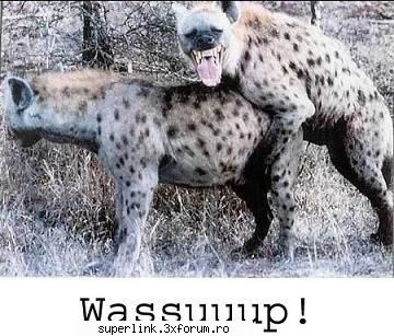 funny new pictures - delaurentis - Video si poze fun