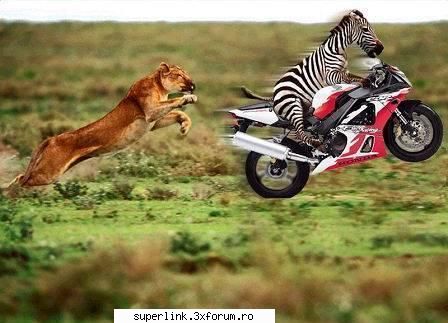 funny new pictures - delaurentis - Video si poze fun