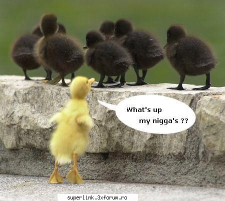 funny picture - delaurentis - Video si poze fun