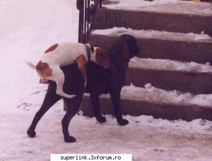 funny picture - delaurentis - Video si poze fun