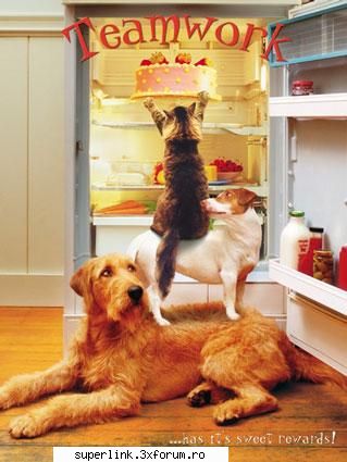 funny picture - delaurentis - Video si poze fun
