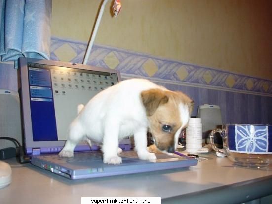 funny picture - testosu - Video si poze fun