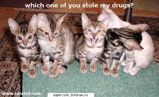 funny picture - testosu - Video si poze fun