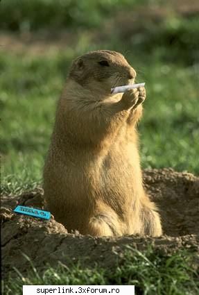 funny picture - light that shit,smoke that shit,pass that shit - Video si poze fun