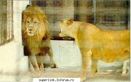 funny picture - regele junglei...la mila nevestei - Video si poze fun