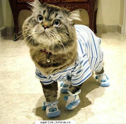 funny picture - testosu - Video si poze fun