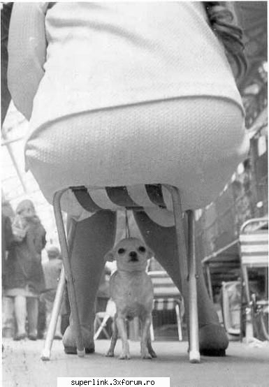 funny picture - poor little fellow - Video si poze fun