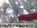 funny picture - o pisica ce s-a dovedit a fi vie nu moarta cum - Video si poze fun